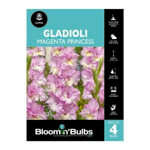 Bloomin' Bulbs Gladioli Magenta Princess - 4 Pack