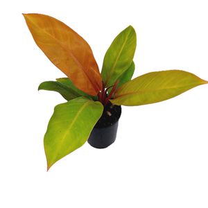 180mm Prince of Orange - Philodendron erubescens 