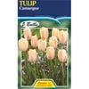 Tulip Camargue - 5 Bulbs