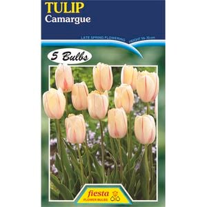 Tulip Camargue - 5 Bulbs