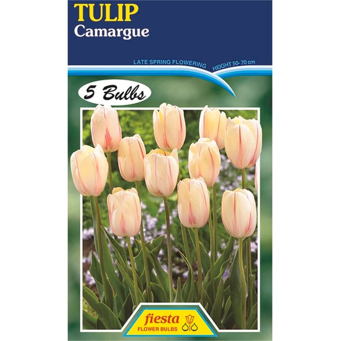 Tulip Camargue - 5 Bulbs