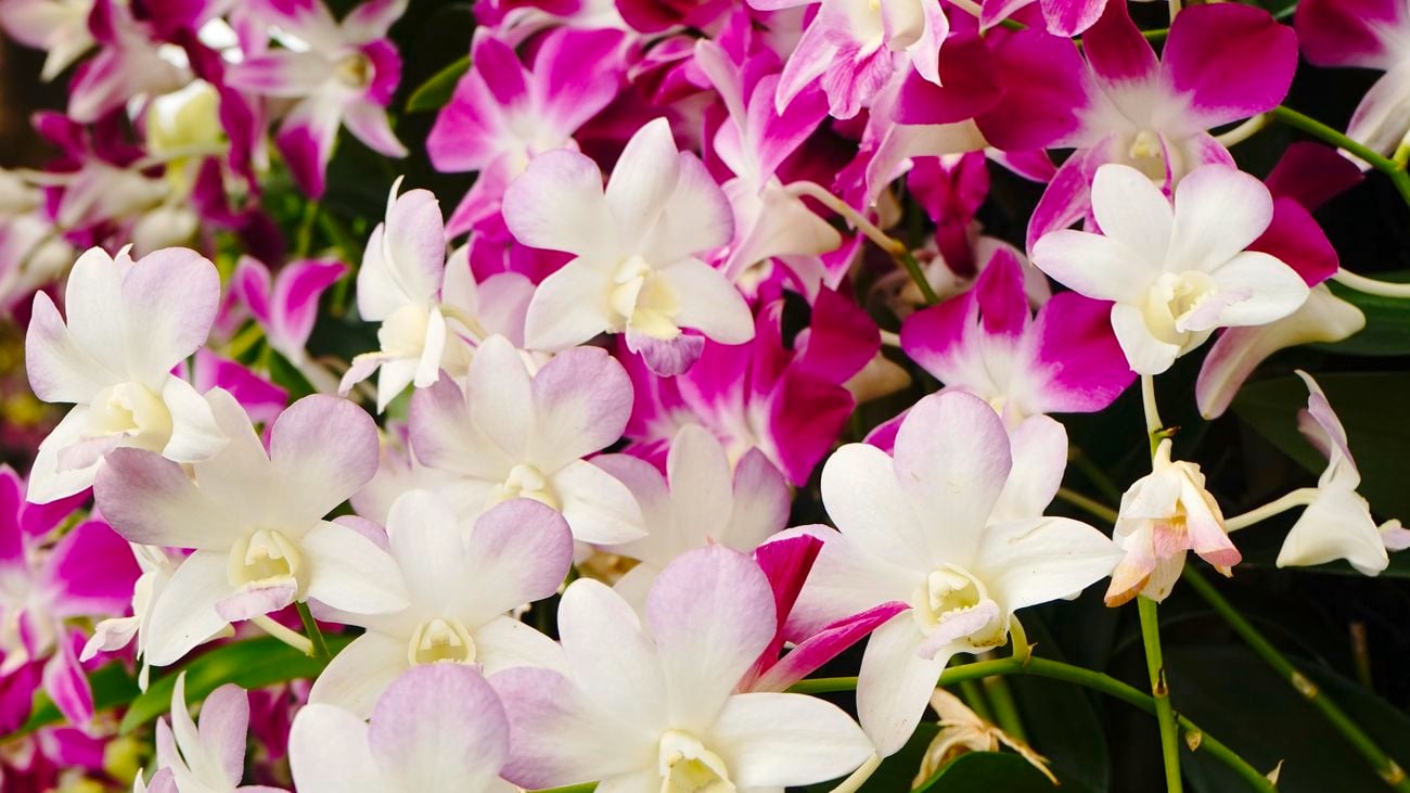 Close up of pink and white orchid flowers