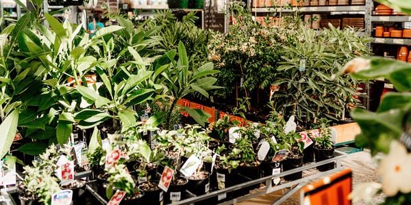 Plants and small trees displayed on tables in the garden centre at Bunnings, with shelves of terracotta pots and price signage in the background.