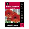 Bloomin Bulbs Hippeastrum Naranja - 1 Pack