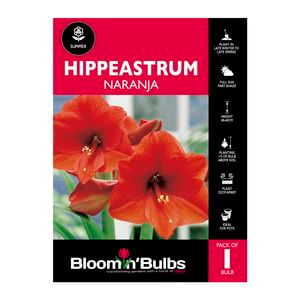 Bloomin Bulbs Hippeastrum Naranja - 1 Pack