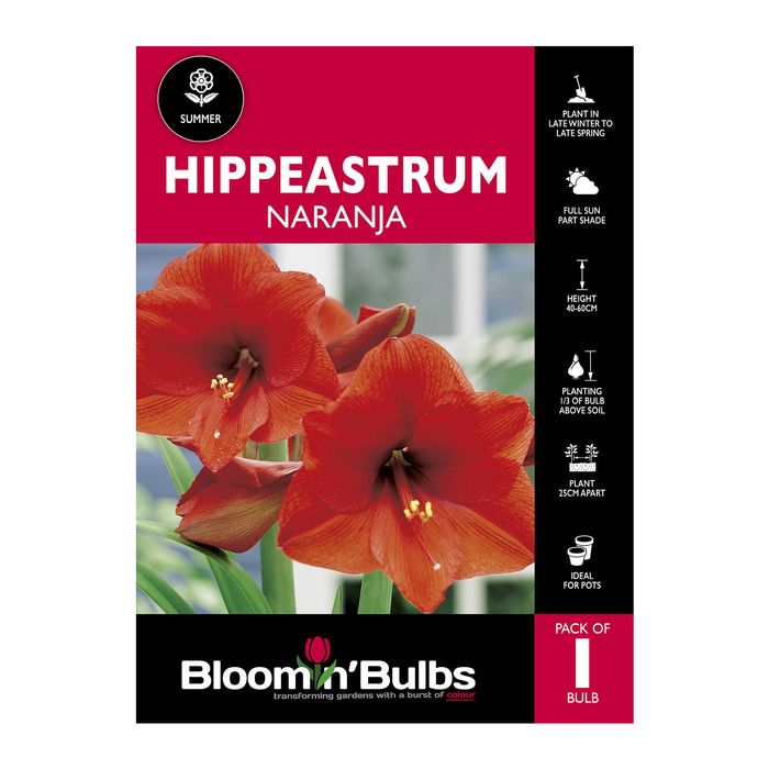 Bloomin Bulbs Hippeastrum Naranja - 1 Pack