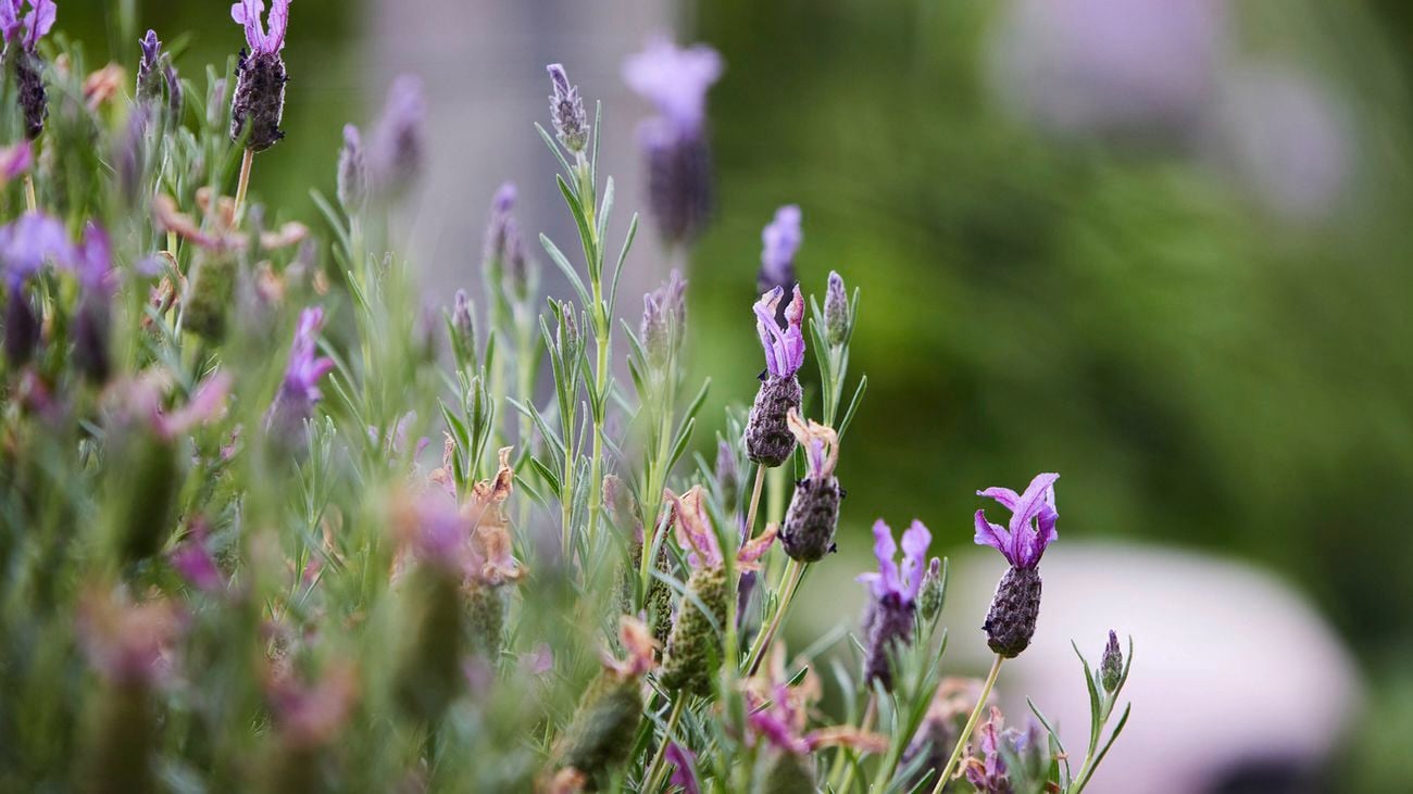 Sensory garden including lavender, rose and mint.