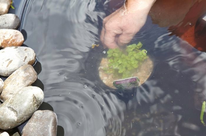 Person placing plant on floor of small pond feature.