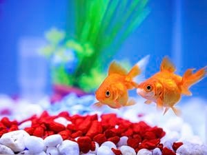 Goldfish in tank with red and white gravel and a green plant