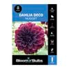 Bloomin' Bulbs Dahlia Nugget - 1 Pack