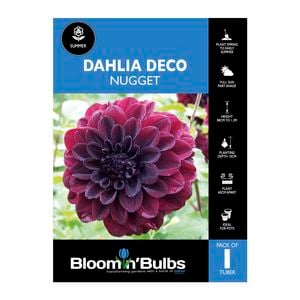 Bloomin' Bulbs Dahlia Nugget - 1 Pack