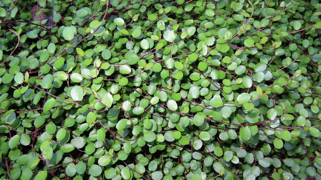Close-up of the green round leaves of the creeping pōhuehue groundcover plant.