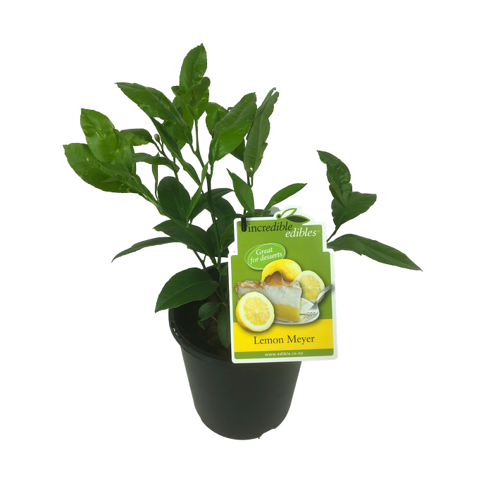 3L Citrus Lemon Meyer - Citrus hybrid - Incredible Edibles® Range