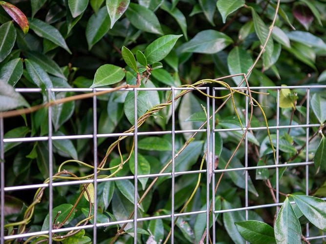 Plants growing behind and over mesh panelling