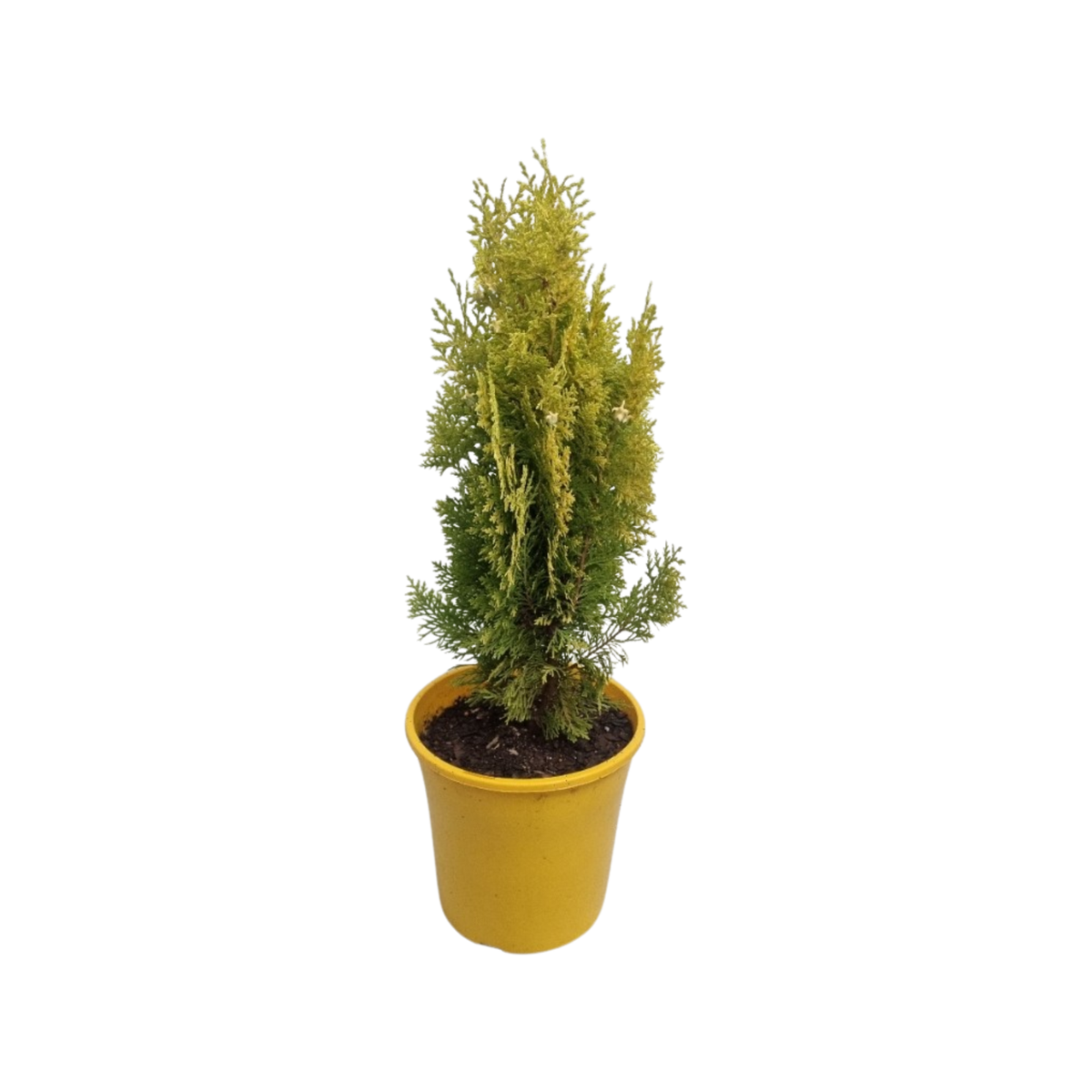200mm Stumpy Joe Conifer - Thuja orientalus aurea nana - Bunnings Australia