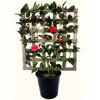 250mm Red Red Rose Espalier - Camellia japonica