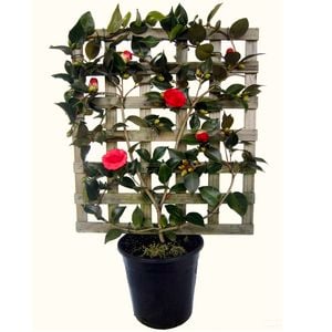 250mm Red Red Rose Espalier - Camellia japonica