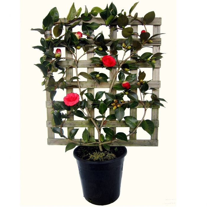 250mm Red Red Rose Espalier - Camellia japonica