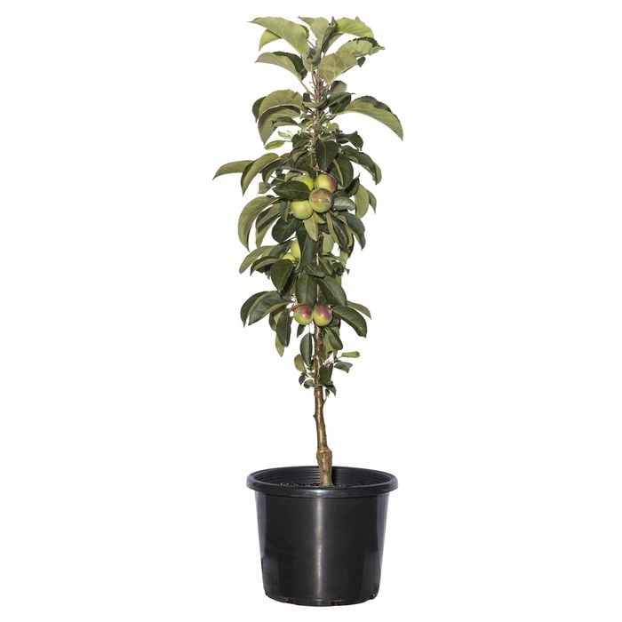 270mm Apple Pom Pink - Malus domestica Columnar