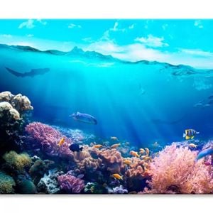 Underwater View of The Coral Reef  Print 100% Australian Made 150 x 100cm  (Stretched)