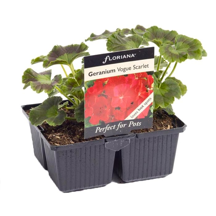 4 Cell Geranium Vogue Scarlet - Pelargonium x hortorum