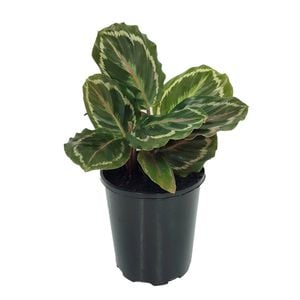 70mm Medallion - Calathea roseopicta 