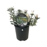 1.9L Silver Bush - Convolvulus cneorum