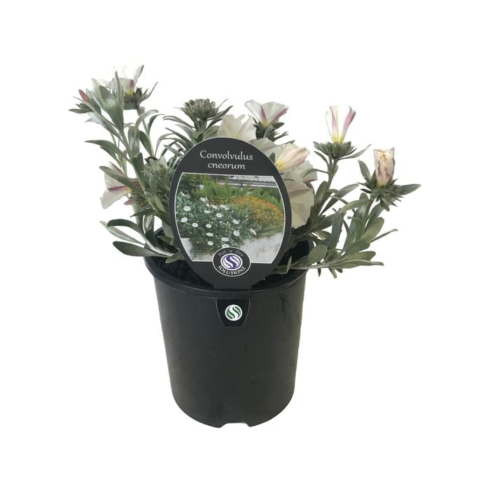 1.9L Silver Bush - Convolvulus cneorum