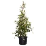 270mm Chinese Star Jasmine - Trachelospermum jasminoides
