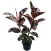 170mm Ruby Rubber Plant - Ficus elastica
