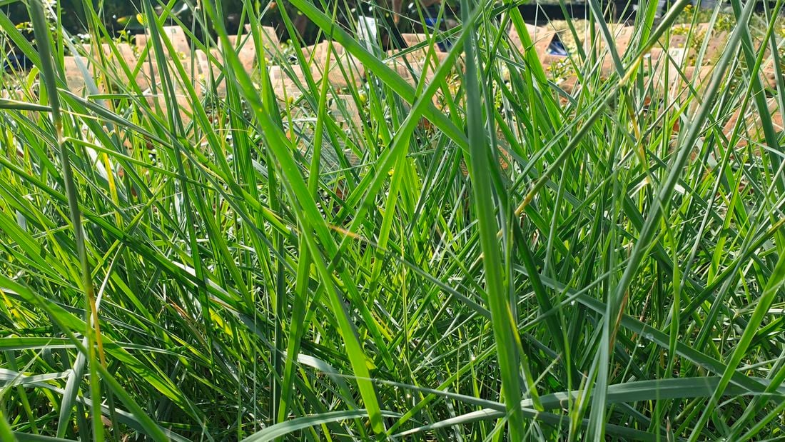 Native lemon grass