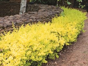 A hedge bordering a stonework wall around a tree