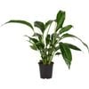 140mm Peace Lily - Spathiphyllum Mario