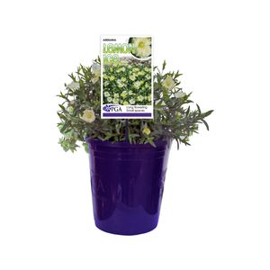 140mm Arenaria Lemon Ice - Arenaria montana
