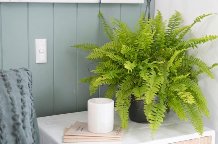 Green leafy plant sitting on small table next to occasional chair.