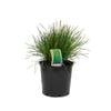 200mm Lomandra Little Con