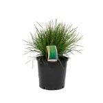 200mm Lomandra Little Con