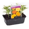 Marigold African Mix Punnet - Tagetes erecta