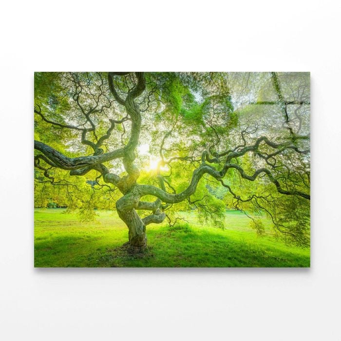 Japanese Maple Tree  Print 100% Australian Made 150 x 100cm  (Acrylic)