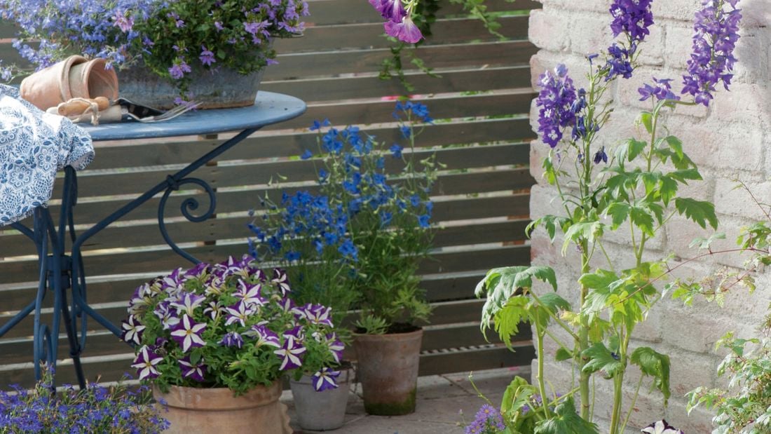 Flowers growing  in a courtyard.