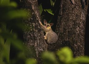 A possum sitting in the crook of a tree