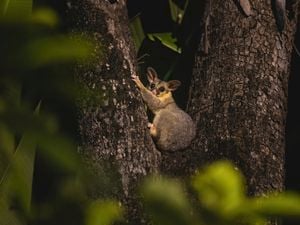 A possum sitting in the crook of a tree