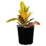 175mm Assorted Croton - Codiaeum variegatum