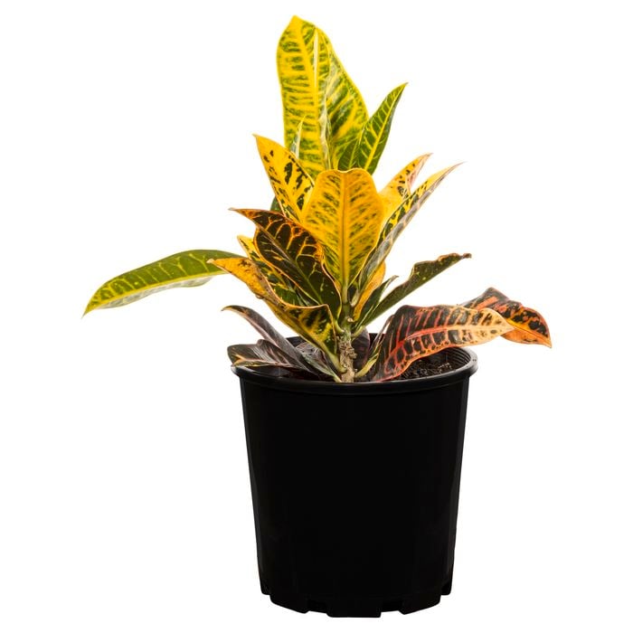 175mm Assorted Croton - Codiaeum variegatum