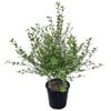 4L Kohuhu - Pittosporum tenuifolium Wrinkle Blue