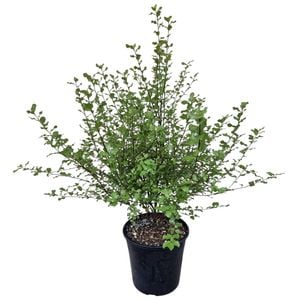 4L Kohuhu - Pittosporum tenuifolium Wrinkle Blue