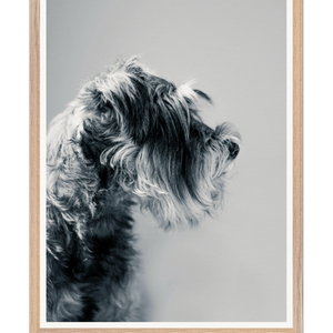 Galrie Captivating Canine Portrait - Black and White Dog Art Photography Print, Wood Frame, A3 30 x 42cm (12 x 16inch)