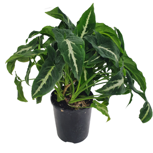 125m Green Velvet - Syngonium wendlandii 