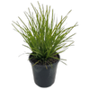 180mm Lime Tuff - Lomandra longifolia confertifolia