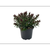 2L Hebe - Hebe 'Catherine'